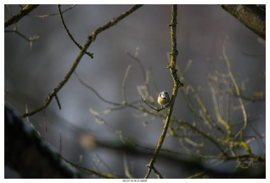 La curieuse