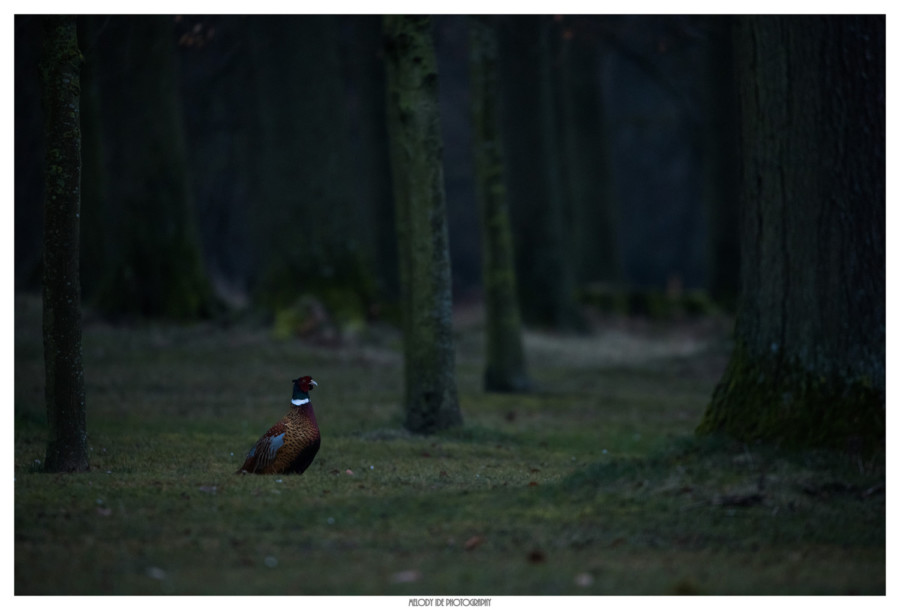Chasse interdite