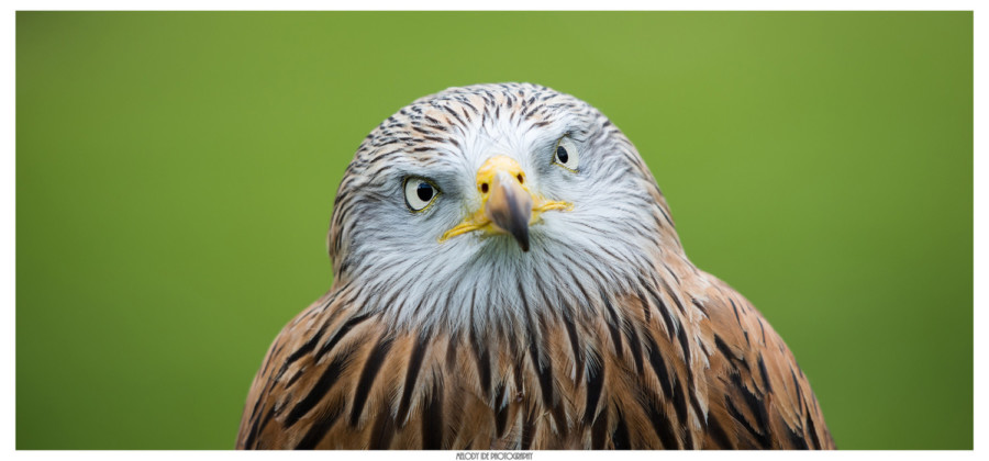 Regard insistant