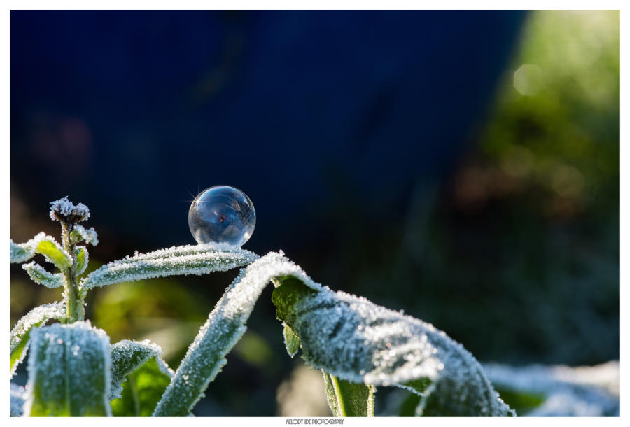 Bulle (2)