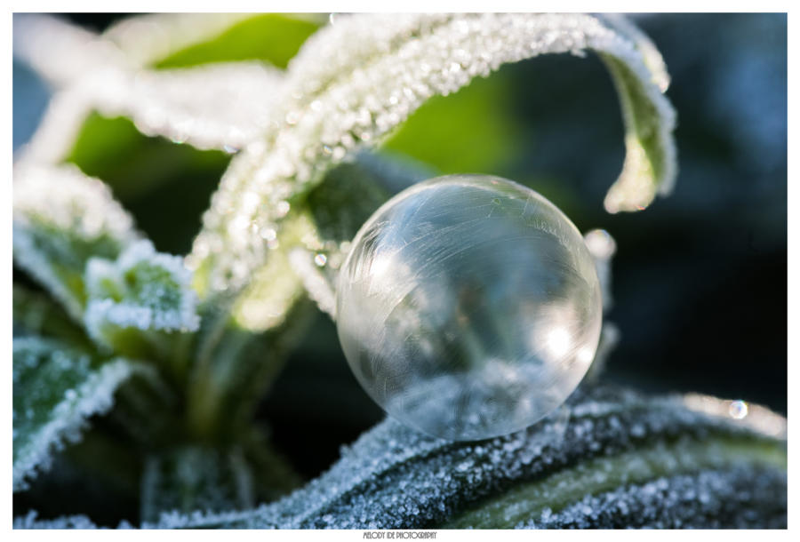 Bulle (3)