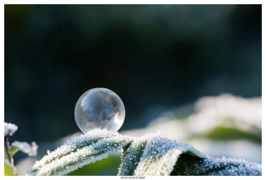 Bulle (4)