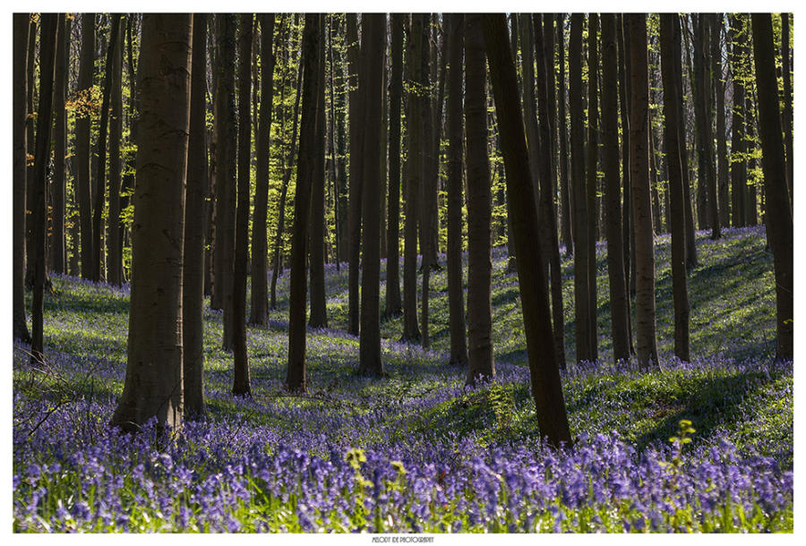 La vallée violette