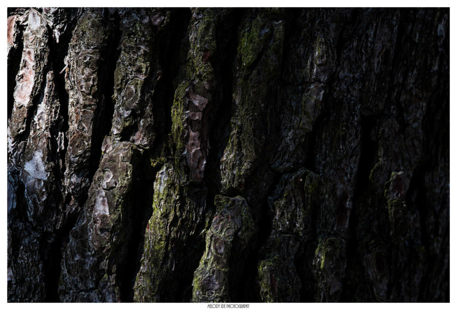 Texture