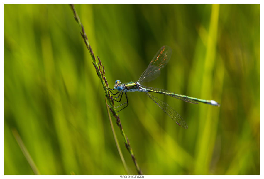 Vert et bleu
