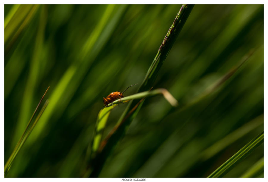 Dans le vent