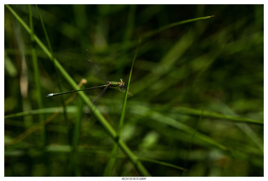 Vert sur vert