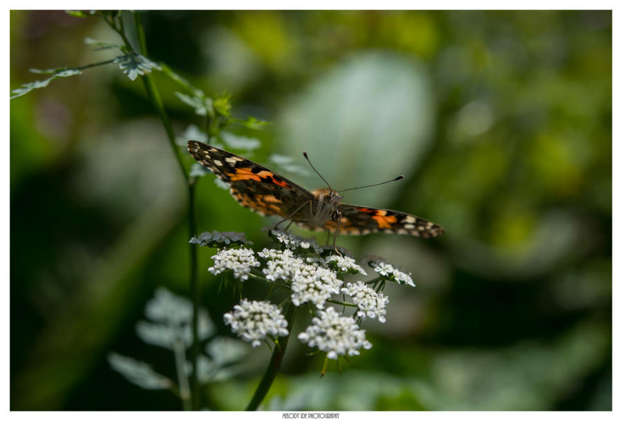 Le gourmand (2)