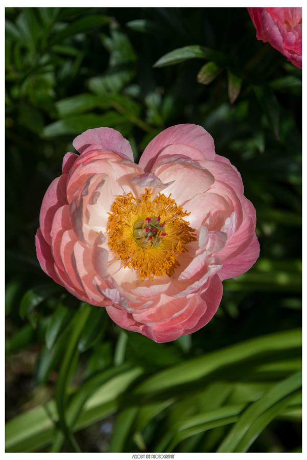 Coeur de fleur