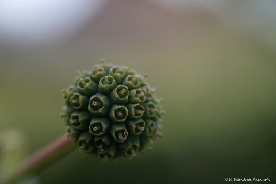 Boule
